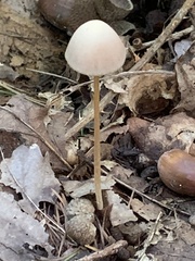Mycena sanguinolenta