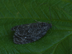 Apotomis inundana