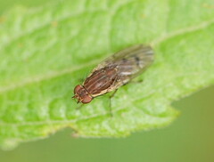 Heleomyzidae