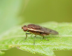 Heleomyzidae