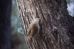 Climacteris picumnus