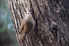 Climacteris picumnus