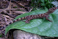Cyrtodactylus