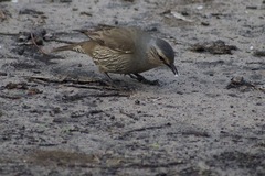 Climacteris picumnus