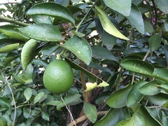 Citrus medica