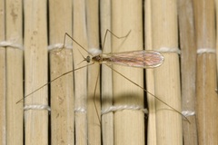 Gonomyia