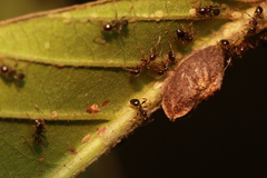 Pheidole megacephala