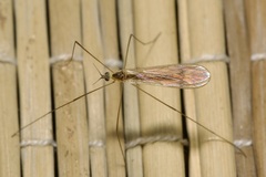 Gonomyia