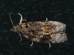 Apotomis lineana