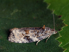 Apotomis lineana