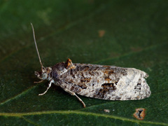 Apotomis lineana