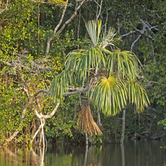 Lepidocaryeae