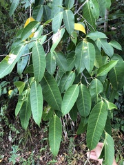 Ficus virgata