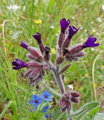 Anchusa undulata