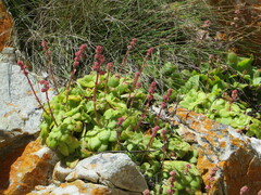 Crassula orbicularis