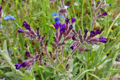 Anchusa undulata