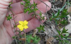 Hibbertia riparia