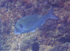 Sparus auratus