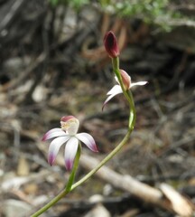 Caladenia moschata