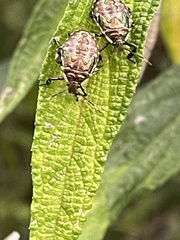 Halyomorpha halys
