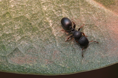 Cataulacus wissmannii