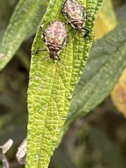 Halyomorpha halys