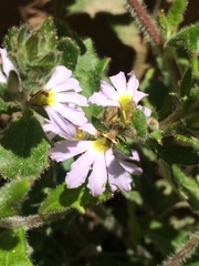 Scaevola albida