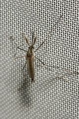Aedes japonicus
