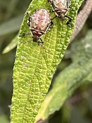 Halyomorpha halys