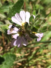 Scaevola albida