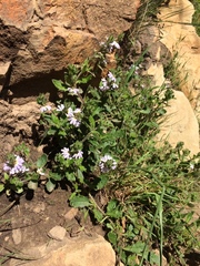 Scaevola albida