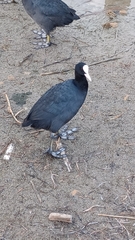 Fulica atra atra