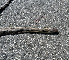 Dispholidus typus typus