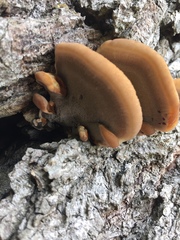 Inonotus quercustris