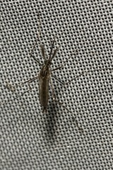 Aedes japonicus