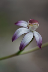 Caladenia moschata