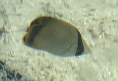 Chaetodon vagabundus