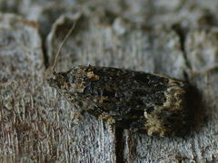 Apotomis sauciana