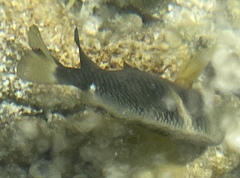 Pomacentridae