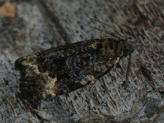 Apotomis sauciana