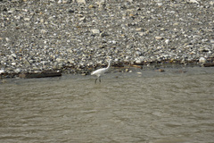 Egretta garzetta