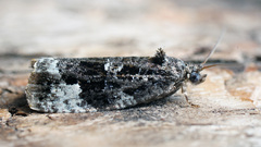 Apotomis sauciana