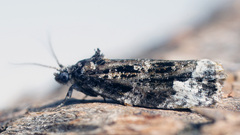 Apotomis sauciana