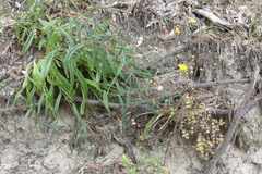 Podolepis longipedata