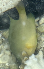 Pomacentrus moluccensis