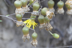 Podolepis longipedata