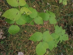 Rubus idaeus
