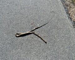 Dispholidus typus typus