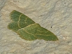 Chlorochlamys