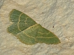 Chlorochlamys